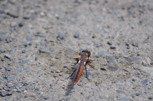 Dragonfly magnetic June 9, 2017